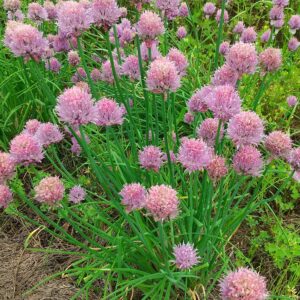 05/24（土）「ぶんじ食堂＠ぶんじ寮」を開催